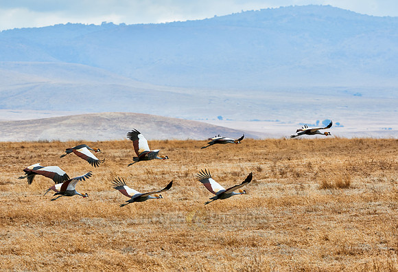 Black crowned cranes in Ngorongoro crater
