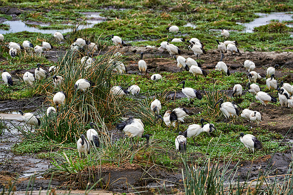 African sacred ibis in Ngorongoro crater