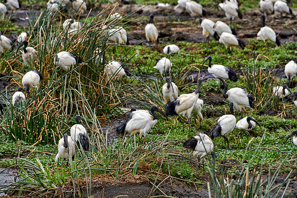 African sacred ibis in Ngorongoro crater
