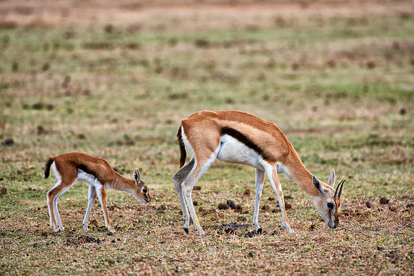 female Thomson's gazelle with young