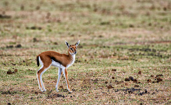 Baby Thomson's gazelle