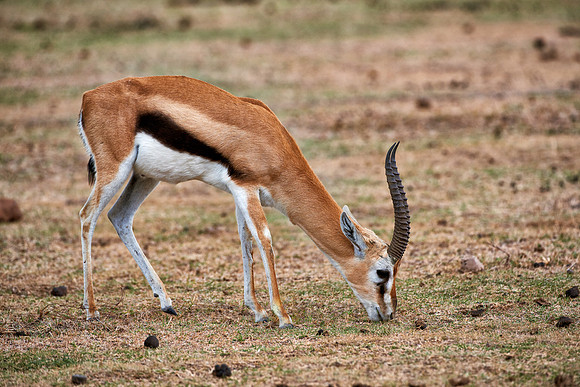 male Thomson's gazelle