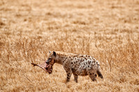 Spotted hyena in Ngorongoro crater
