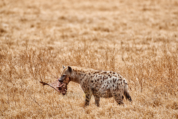 Spotted hyena in Ngorongoro crater