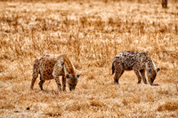 Spotted hyenas in Ngorongoro crater