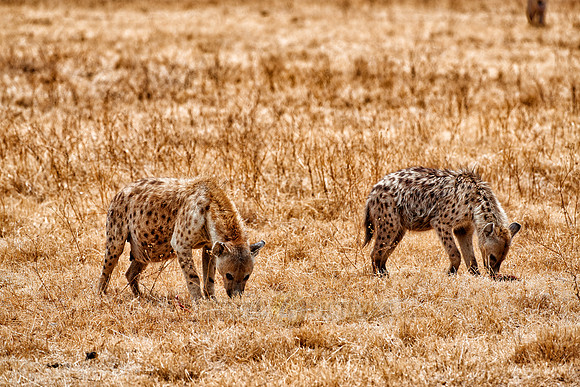 Spotted hyenas in Ngorongoro crater