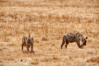 Spotted hyenas in Ngorongoro crater