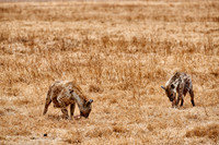 Spotted hyenas in Ngorongoro crater