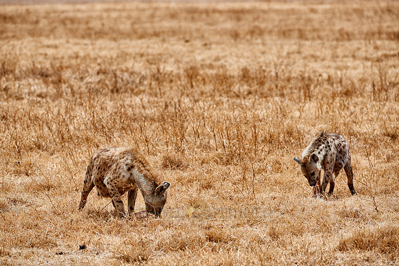 Spotted hyenas in Ngorongoro crater
