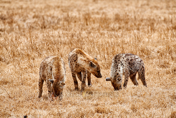 Spotted hyenas in Ngorongoro crater
