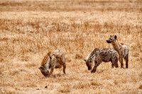 Spotted hyenas in Ngorongoro crater