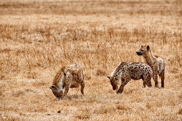 Spotted hyenas in Ngorongoro crater