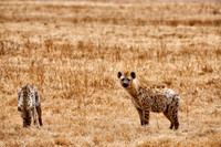 Spotted hyenas in Ngorongoro crater