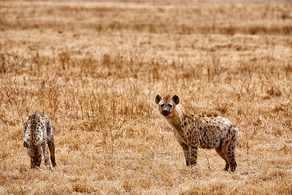 Spotted hyenas in Ngorongoro crater
