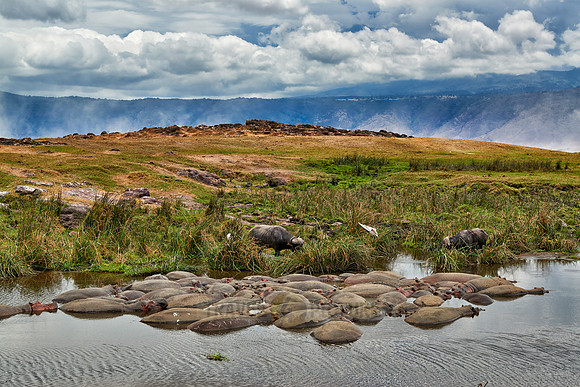 Hippopotamus pool in Ngorongoro crater