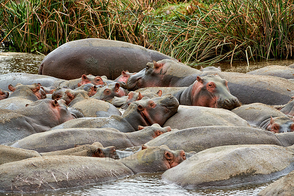 Hippopotamus pool in Ngorongoro crater