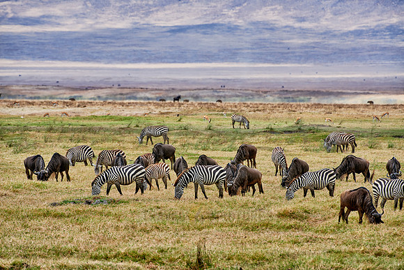 herd of blue wildebeest in Ngorongoro crater