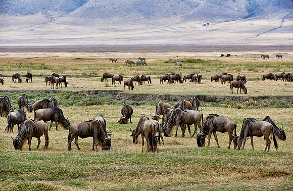 herd of blue wildebeest in Ngorongoro crater