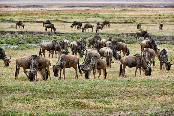 herd of blue wildebeest in Ngorongoro crater