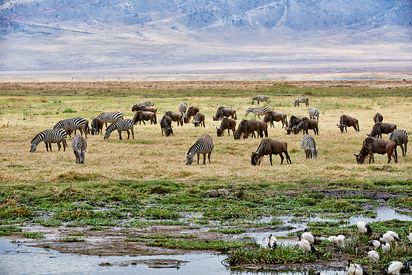 herd of blue wildebeest in Ngorongoro crater