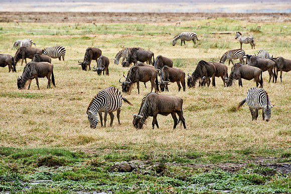 herd of blue wildebeest in Ngorongoro crater