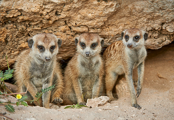 meerkat or suricate, Suricata suricatta