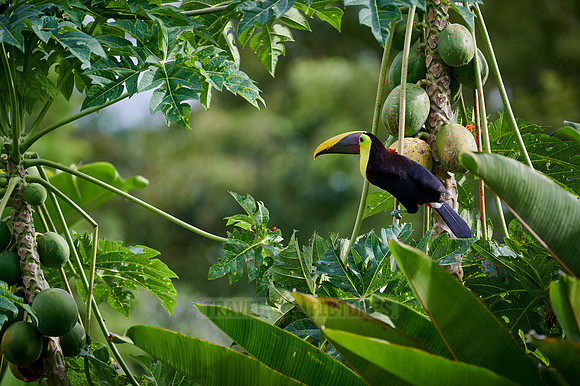 chestnut-mandibled toucan or Swainson's toucan steeling Papaya