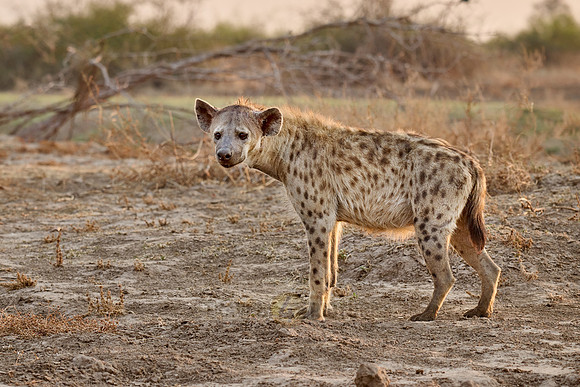 Tuepfelhyaene oder Fleckenhyaene (Crocuta crocuta). |spotted hyena (Crocuta crocuta)|