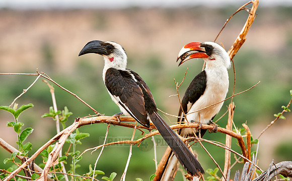 pair of Von der Decken's hornbill