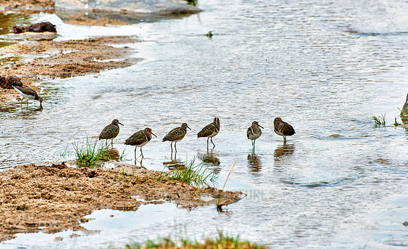 Jack snipe, Lymnocryptes minimus