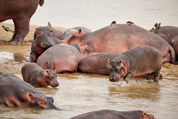 herd of hippos (Hippopotamus amphibius) with babys in Luangwa river