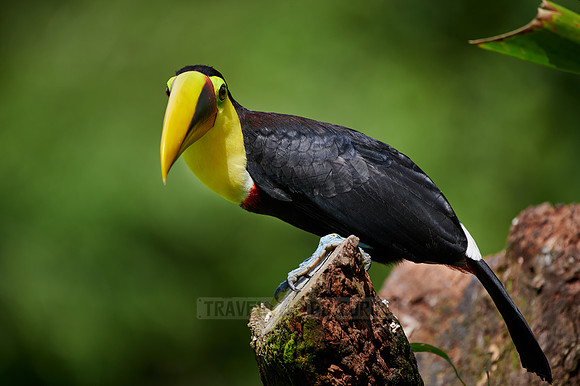chestnut-mandibled toucan or Swainson's toucan