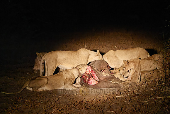 night shot pride of lioness (Panthera leo) at buffalo kill
