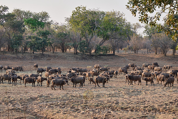 herd of African buffalo (Syncerus caffer)