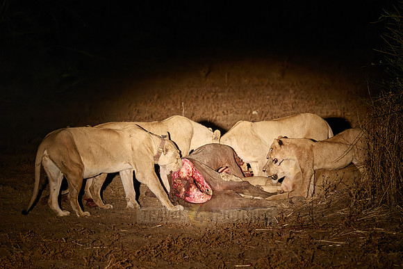 night shot pride of lioness (Panthera leo) at buffalo kill