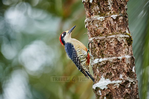 black-cheeked woodpecker (Melanerpes pucherani)