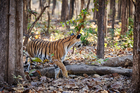 Bengal tiger (Panthera tigris tigris)