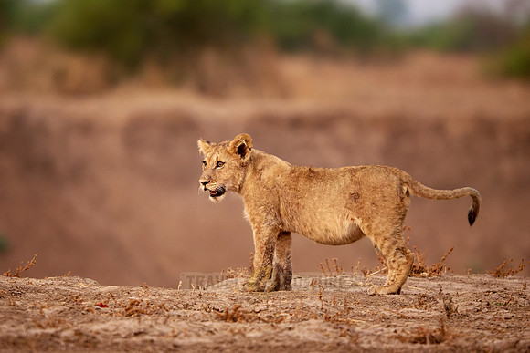 lion cub (Panthera leo)