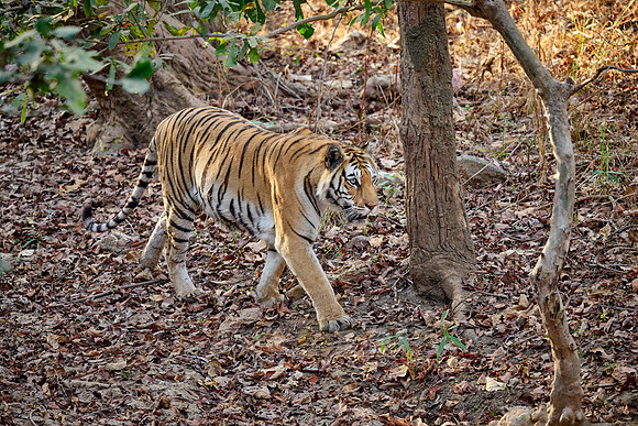 Bengal tiger (Panthera tigris tigris)