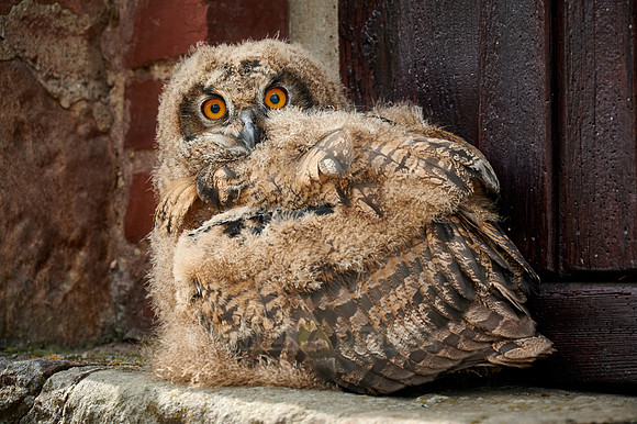 young Eurasian eagle-owl (Bubo bubo)