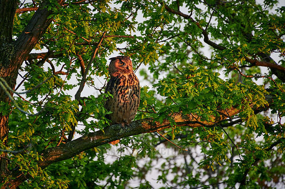 Eurasian eagle-owl (Bubo bubo) sitting on a branch inside a tree