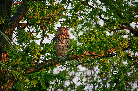 Eurasian eagle-owl (Bubo bubo) sitting on a branch inside a tree
