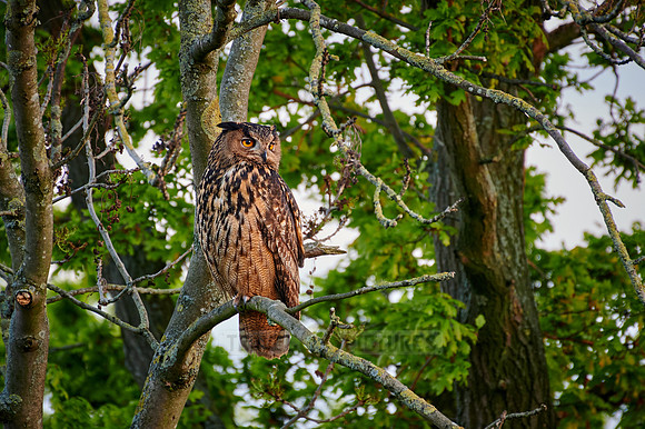 Eurasian eagle-owl (Bubo bubo) sitting on a branch inside a tree
