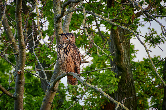 Eurasian eagle-owl (Bubo bubo) sitting on a branch inside a tree