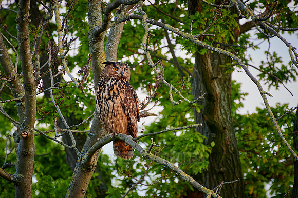 Eurasian eagle-owl (Bubo bubo) sitting on a branch inside a tree