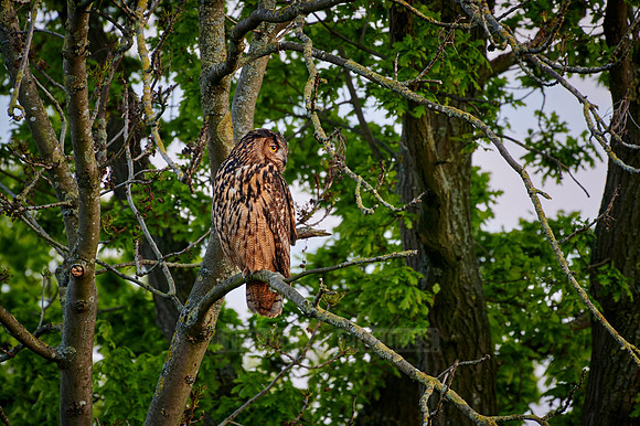 Eurasian eagle-owl (Bubo bubo) sitting on a branch inside a tree