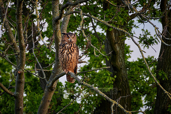 Eurasian eagle-owl (Bubo bubo) sitting on a branch inside a tree
