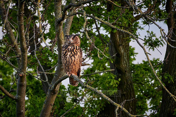 Eurasian eagle-owl (Bubo bubo) sitting on a branch inside a tree