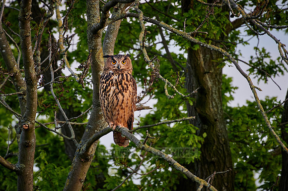 Eurasian eagle-owl (Bubo bubo) sitting on a branch inside a tree