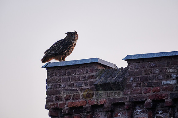 Eurasian eagle-owl (Bubo bubo)